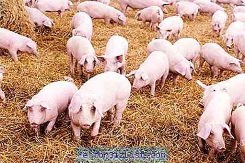Ursachen der Schweine-Sarkoptose
