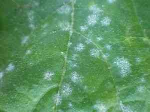 Ursachen für das Auftreten von Flecken auf den Blättern von Gurken