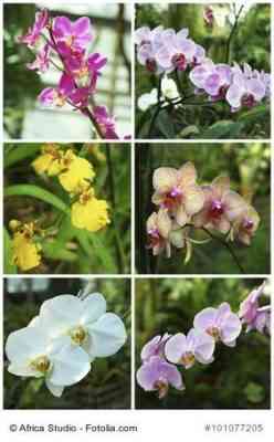 Vermehrung von Phalaenopsis zu Hause
