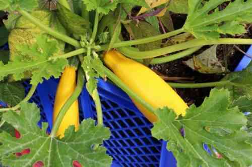 Wachsende gelbe Zucchini