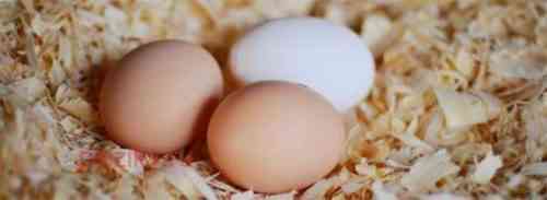 Wann beginnen Indoor-Eier normalerweise zu legen?