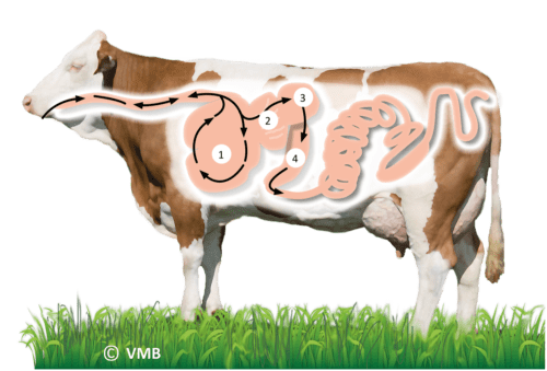 Warum eine Kuh sich nicht bedecken kann