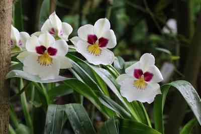 Warum haben die vergilbten Blätter der Orchidee
