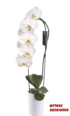 Was sind die Mythen und Legenden über Orchideen?
