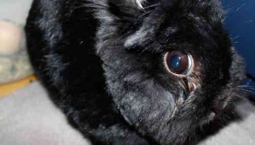 Was tun, wenn sich die Augen des Kaninchens entzünden