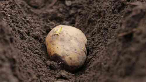 Welchen Dünger soll der Boden beim Pflanzen von Kartoffeln füttern?