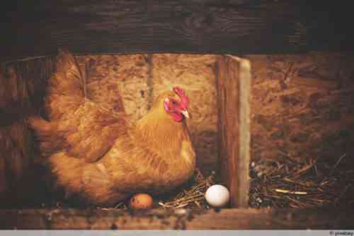 Wie ein Huhn ein Ei trägt