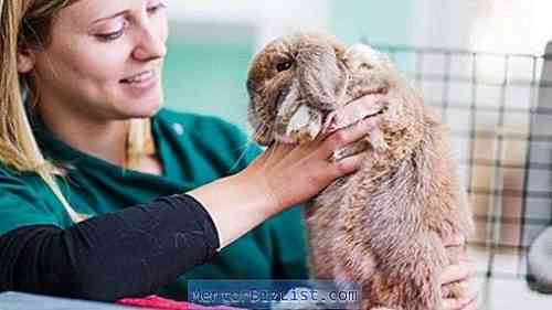 Wie man dekorative Kaninchen impft