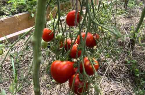 Wie man ein Blatt-Top-Dressing von Tomaten durchführt