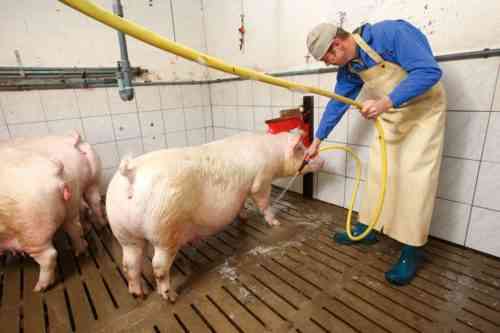 Wie man ein Schwein wäscht