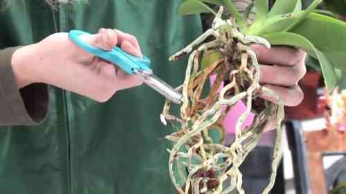 Wie man eine Orchidee pflanzt