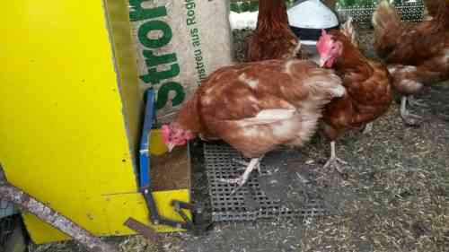 Wie man einen Hühnerfutterautomat macht