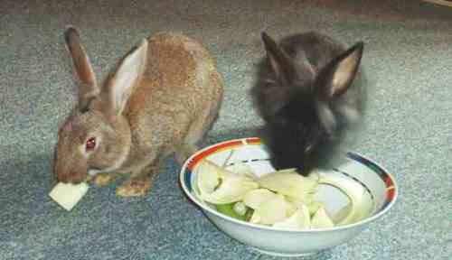 Wie viel Futter frisst ein Kaninchen normalerweise pro Tag?