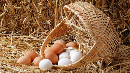 Weiße und braune Eier