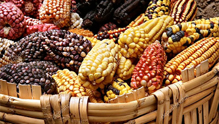 Mehrfarbiger Mais: rot, schwarz, gestreift