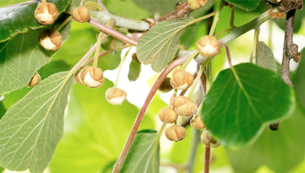 Knospen und Blüten des Kiwibaums
