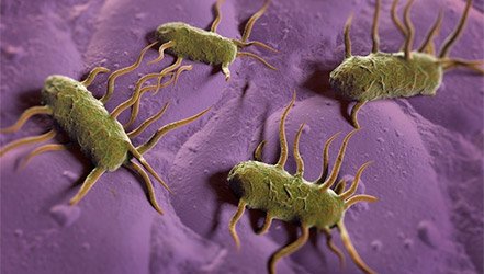 Listeria monocytogenes-Bakterien