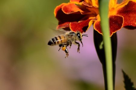 Wie machen Bienen Honig und warum?