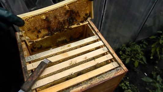Bienenstockboa constrictor - mit eigenen Händen herstellen