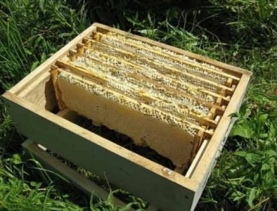 Bienenstock Dadan: ausführliche Beschreibung mit Maßen und Zeichnungen