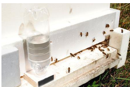 Trinknäpfe für Bienen, wie man sich aus einer Flasche macht