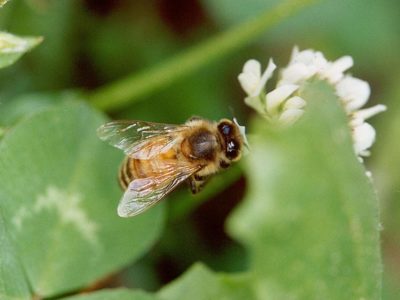 Bienenrassen und die Besonderheiten verschiedener Bienenarten