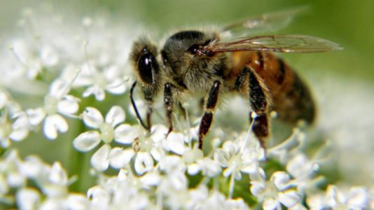 Bienenrassen und die Besonderheiten verschiedener Bienenarten