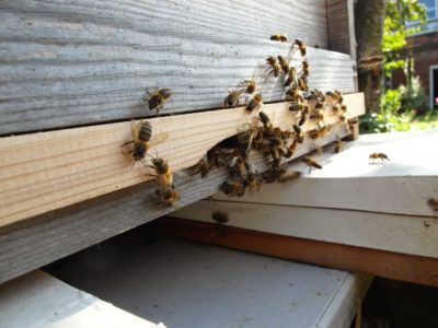 Beschreibung der Buckfast-Bienenrasse, warum sind sie bei Imkern gefragt?