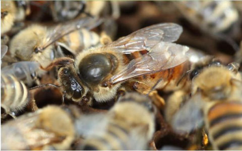 Beschreibung der Buckfast-Bienenrasse, warum sind sie bei Imkern gefragt?