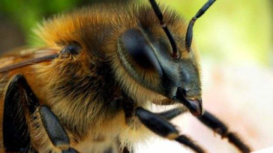 Afrikanische Killerbienen und warum sie gefährlich sind