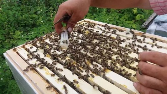 Was sind Bee Layering und wie werden sie hergestellt?