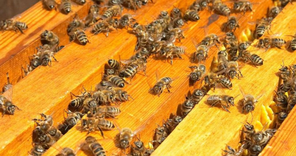 Sie müssen die richtigen Bienen auswählen