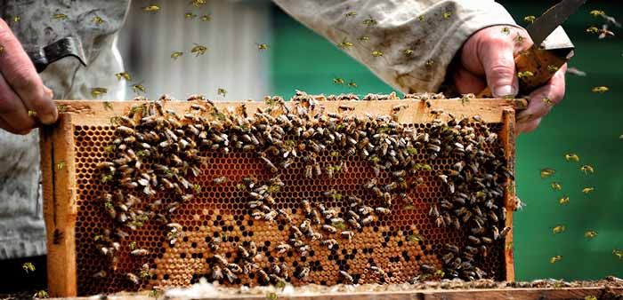 Bienen richtig pflegen im Frühjahr