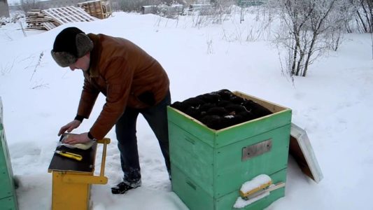 Bienen richtig füttern im Winter