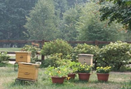 Bienenstand auf dem Land