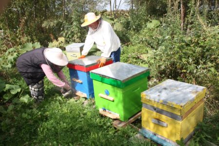 Wie verpflanzt man Bienen im Frühjahr in einen sauberen Bienenstock?