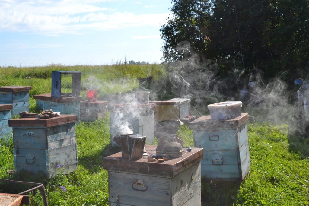 Bienenraucher und wie man Bienen beruhigt