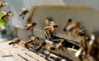 Wir führen ein Frühjahrsaudit bei Bienen durch