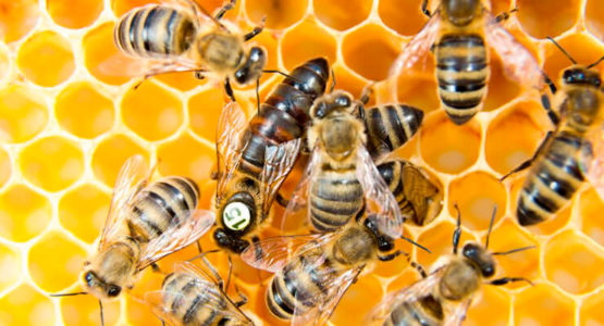 Möglichkeiten, Bienenköniginnen zurückzuziehen