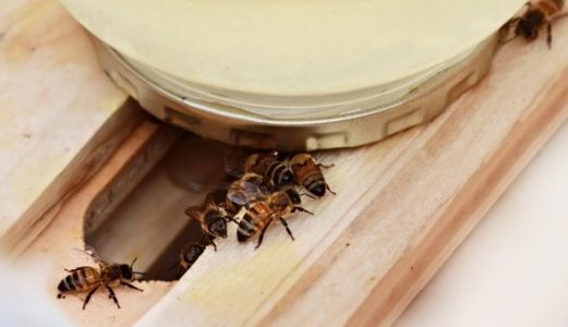 Bienensirup: von der Zubereitung bis zum Servieren