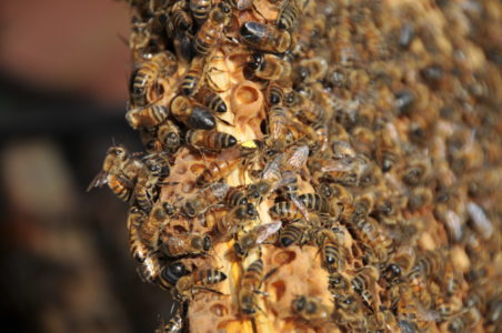Bienenschwarm: Hauptursachen und wie man sie vermeidet