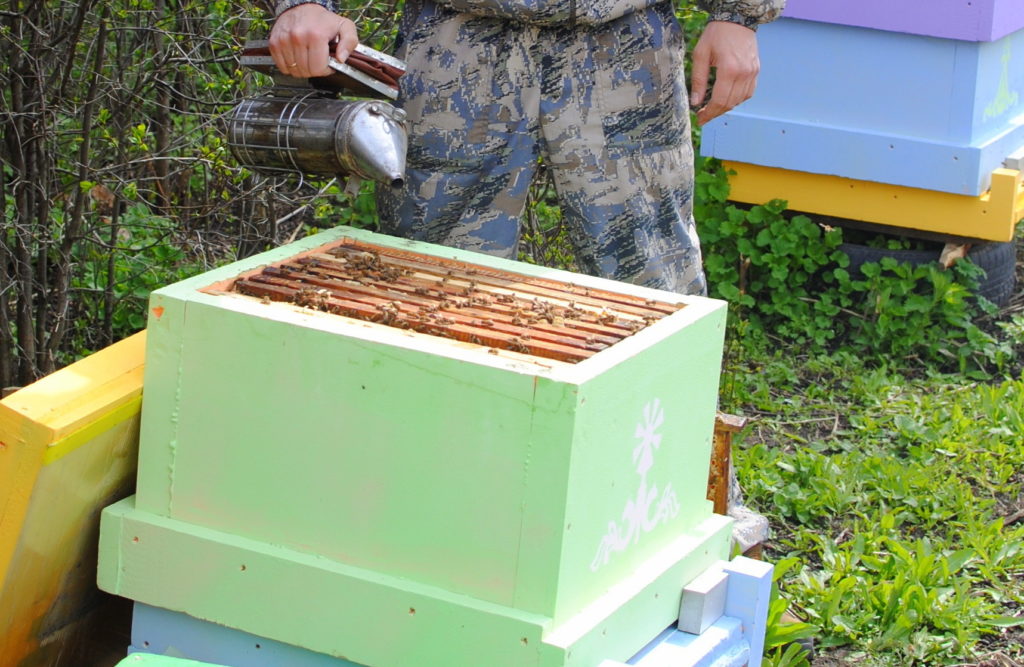 Bienenschwarm: Hauptursachen und wie man sie vermeidet