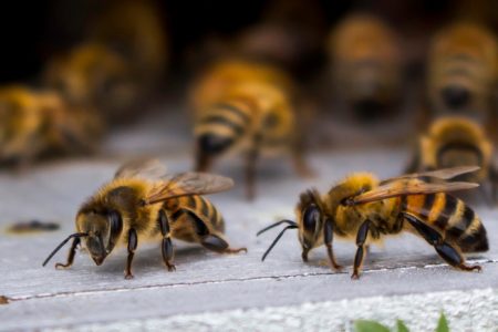 Bienen richtig füttern im Winter