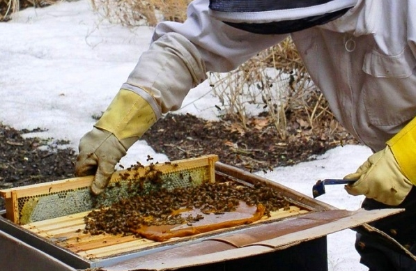 Kobalt - anregendes Futter für Bienen