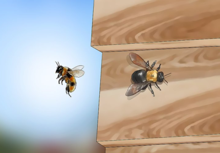 So werden Sie die Bienen Ihres Nachbarn los