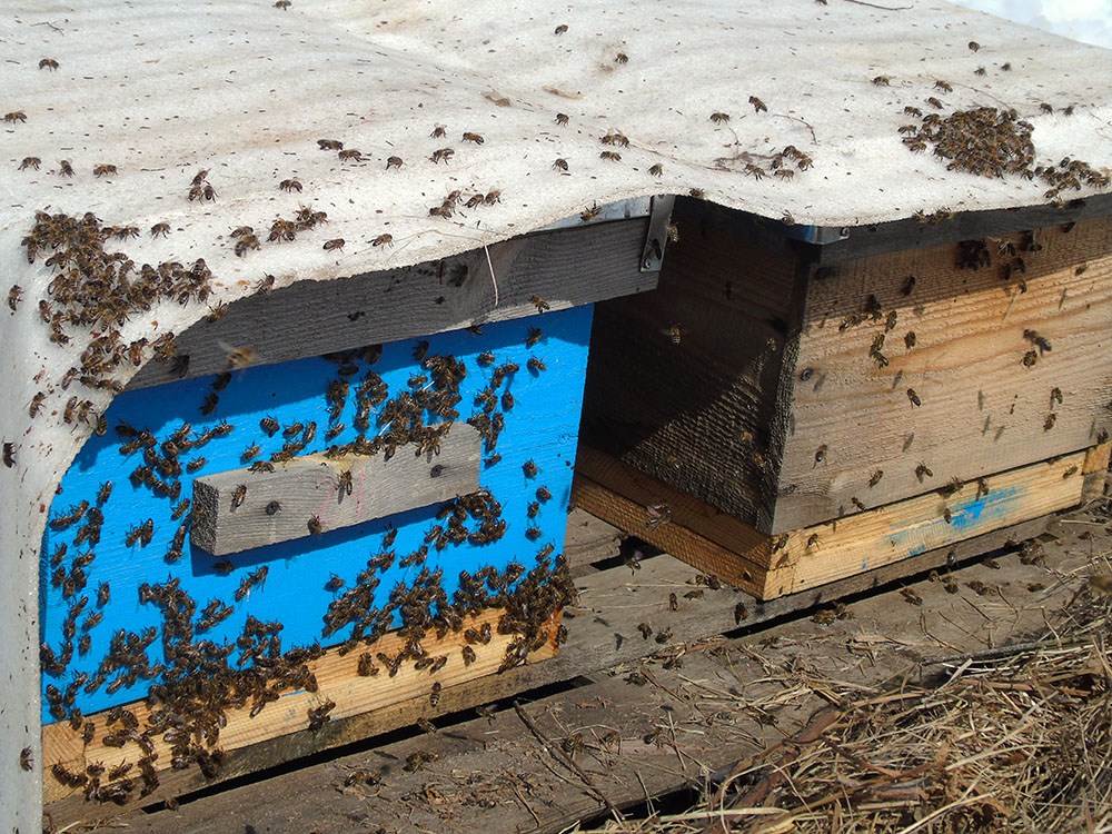 Frühjahrsarbeit im Bienenstand in Etappen