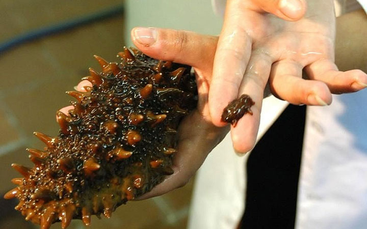 Trepang auf Honig: Was ist das, wie man es richtig einnimmt, medizinische Eigenschaften