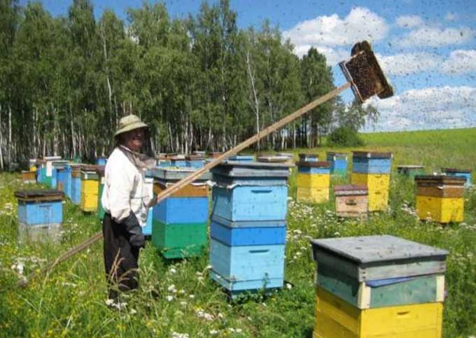 aktiver Bienenfang
