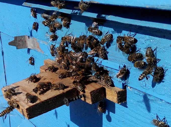 Bienen auf dem Brett