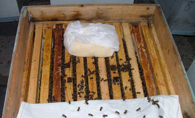 Fütterung im Bienenstock